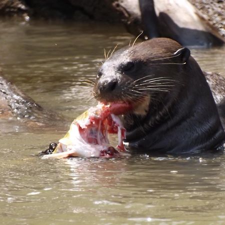 Poconé Pousada Reserva Ecologica Jaguar מראה חיצוני תמונה