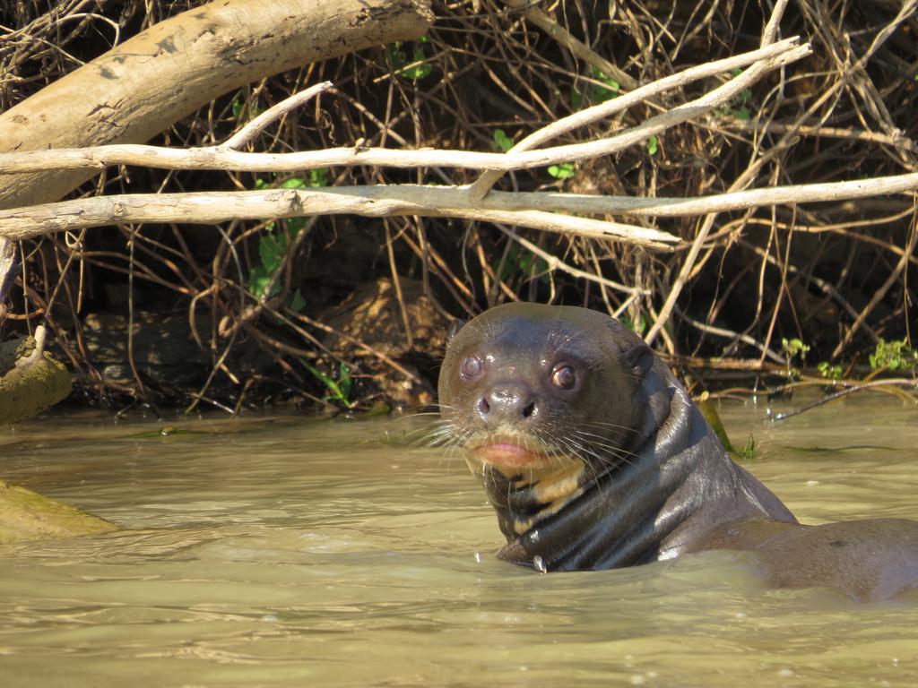 Poconé Pousada Reserva Ecologica Jaguar מראה חיצוני תמונה