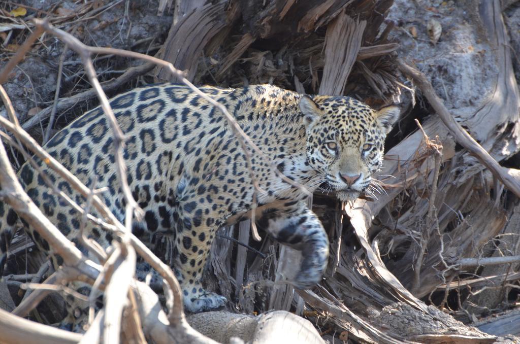 Poconé Pousada Reserva Ecologica Jaguar מראה חיצוני תמונה