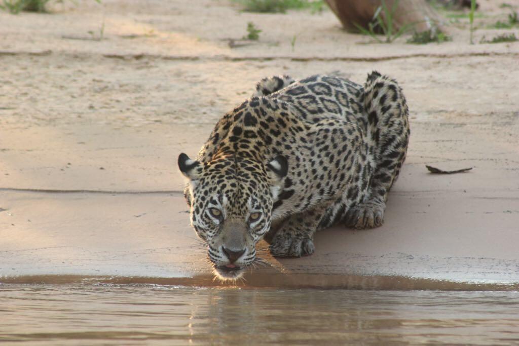 Poconé Pousada Reserva Ecologica Jaguar מראה חיצוני תמונה