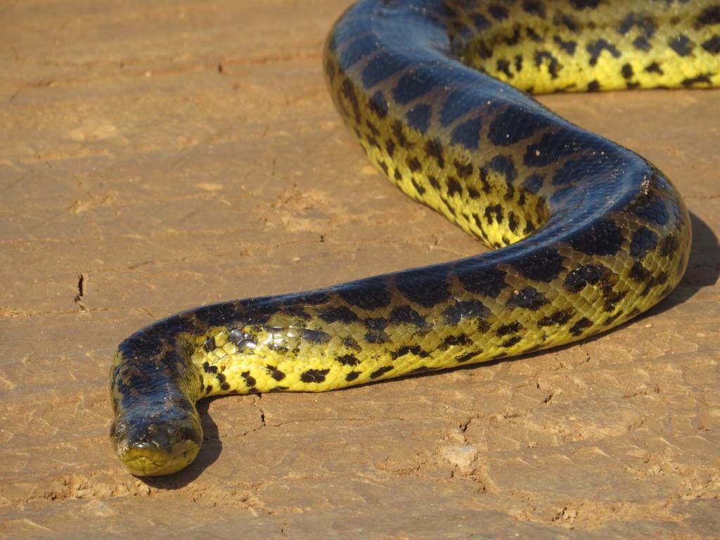 Poconé Pousada Reserva Ecologica Jaguar מראה חיצוני תמונה