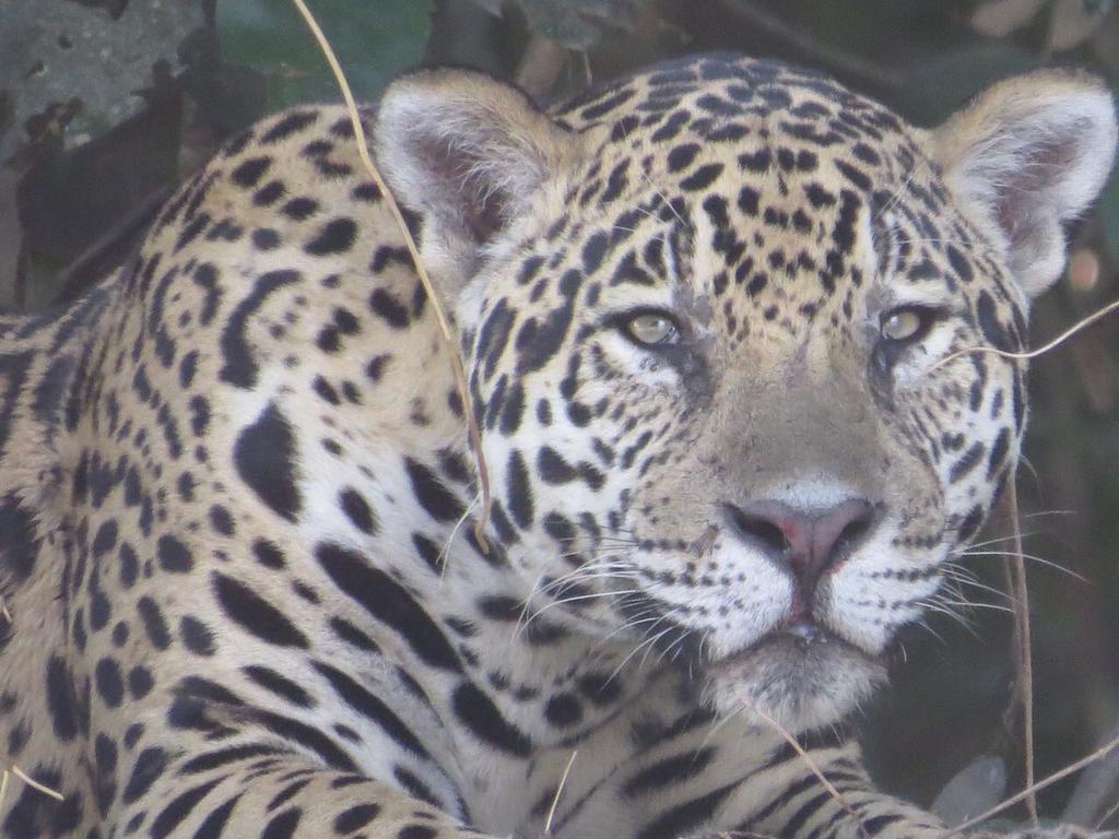 Poconé Pousada Reserva Ecologica Jaguar מראה חיצוני תמונה