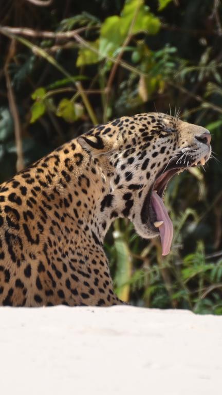 Poconé Pousada Reserva Ecologica Jaguar מראה חיצוני תמונה
